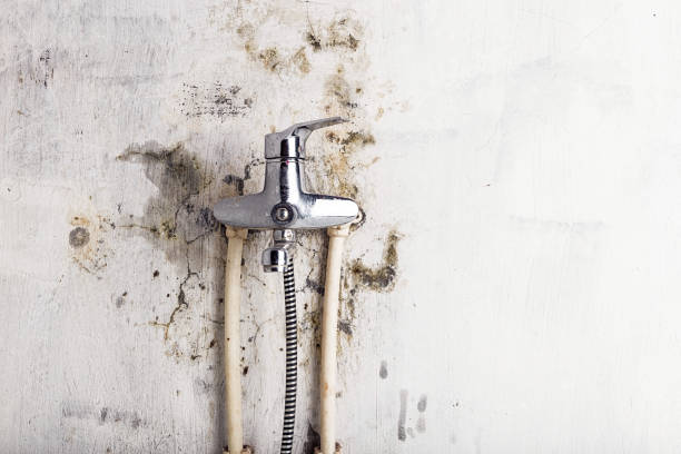 Best Kitchen Mold Remediation in Wyong, MI