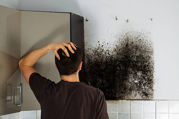 Best Industrial Mold Remediation in Wyong, MI