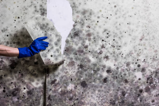 Best Localized Mold Remediation (e.g., coastal areas, humid climates) in Wyong, MI