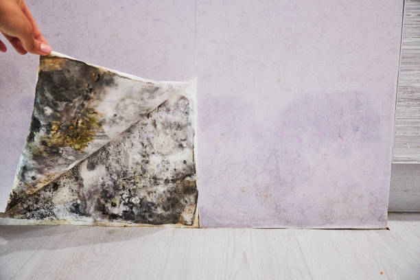 Best White Mold Remediation in Wyong, MI